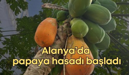 Alanya’da papaya hasadı başladı, siparişler arttı