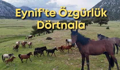 İbradı'da özgürlüğün simgesi: Eynif Ovası’nda yılkı atları görüntülendi