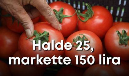 Kumluca’da yazlık domates hasadı başladı: Halde 25, markette 150 lira!