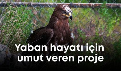 Antalya'da yaban hayatı için umut veren proje