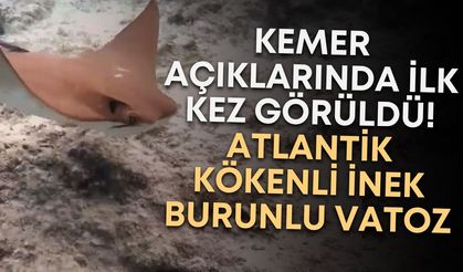 Kemer açıklarında ilk kez görüldü! Atlantik kökenli inek burunlu vatoz