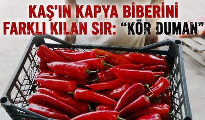 Kaş'ın kapya biberini farklı kılan sır: "Kör duman"