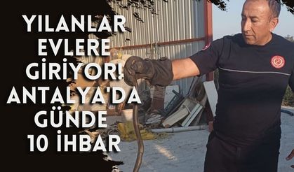 Yılanlar evlere giriyor! Antalya'da günde 10 ihbar