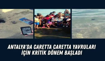 Antalya'da caretta caretta yavruları için kritik dönem başladı