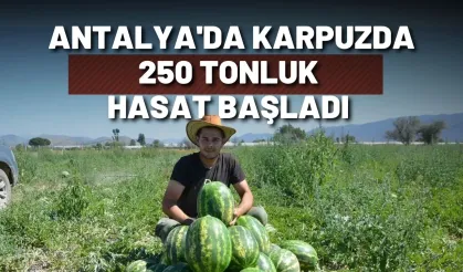 Antalya'nın yayla karpuzu tezgahlarda: 250 tonluk hasat başladı