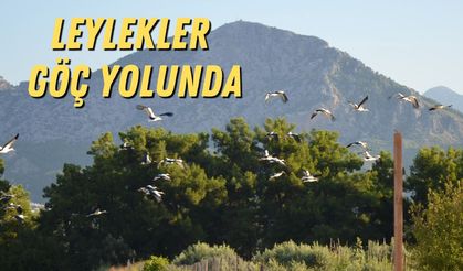 Leylekler göç yolunda