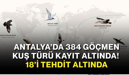 Antalya’da 384 göçmen kuş türü kayıt altında! 18’i tehdit altında