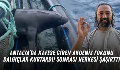 Antalya’da kafese giren Akdeniz fokunu dalgıçlar kurtardı! Sonrası herkesi şaşırttı