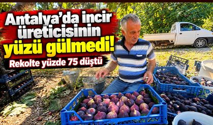 Antalya’da incir üreticisinin yüzü gülmedi! Rekolte yüzde 75 düştü