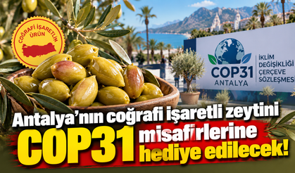 Antalya’nın coğrafi işaretli zeytini COP31 misafirlerine hediye edilecek
