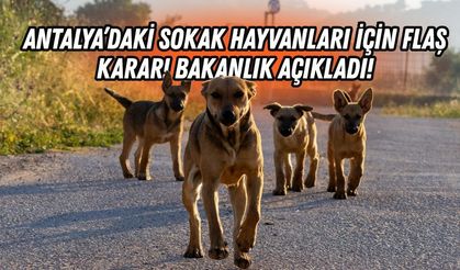 Antalya’daki sokak hayvanları için flaş karar! Bakanlık açıkladı