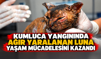Kumluca yangınında ağır yaralanan Luna yaşam mücadelesini kazandı