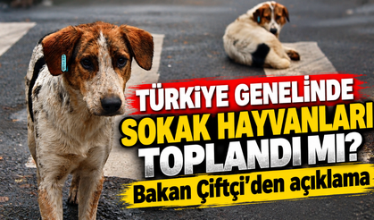 Türkiye genelinde sokak hayvanları toplandı mı? Bakan Çiftçi’den açıklama