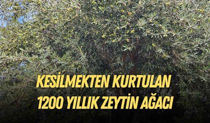 Kesilmekten kurtulan 1200 yıllık zeytin ağacından 90 kilo ürün bekleniyor