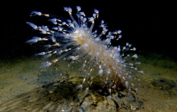 İzmit Körfez’inde renkli görüntüler! Deniz kalemleri suyun 30 metre altında görüntülendi