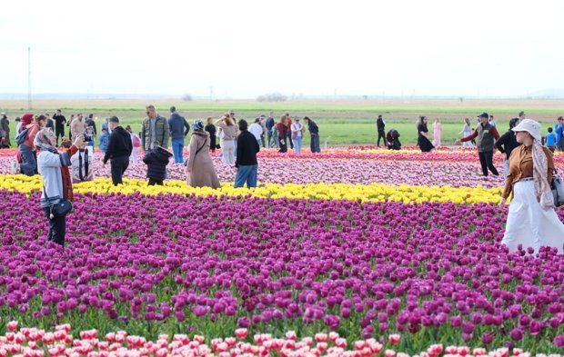 Türkiye'nin en büyük lale tarlasında renkli görüntüler