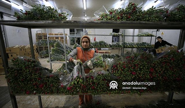Antalya'dan milyon dolarlık çiçek ihracatı: 73 ülkeye çiçek gönderildi