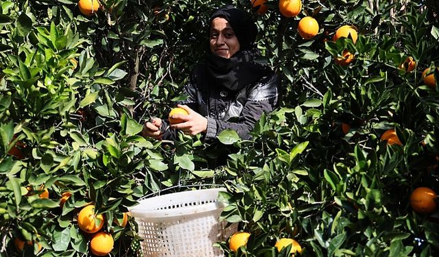 Portakallar, dünyanın dört bir yanına ihraç ediliyor