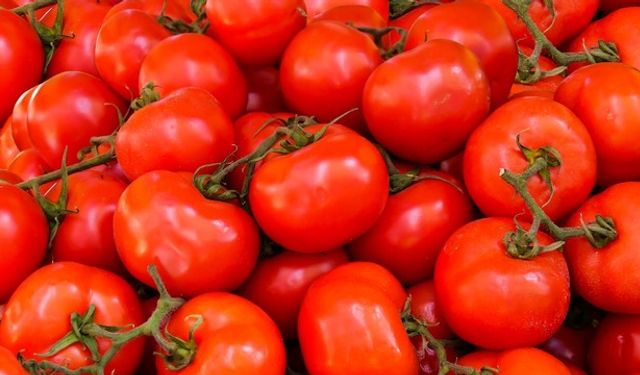 Antalya domates üretiminde rekor kırdı!