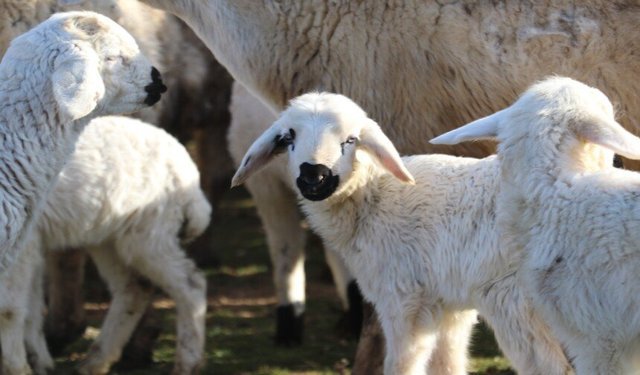 Antalya’da üreticilere 100 baş küçükbaş desteği