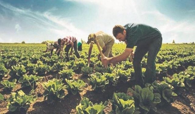 Gübre maliyeti yüzde 63,56 arttı, üretici maliyet baskısı altında