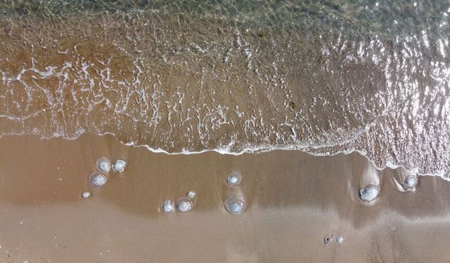 Bayram öncesi Antalya sahillerinde denizanası yoğunluğu yaşanıyor
