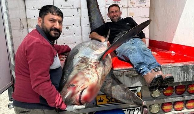 Adana'da  200 kiloluk köpek balığı ağlara takıldı