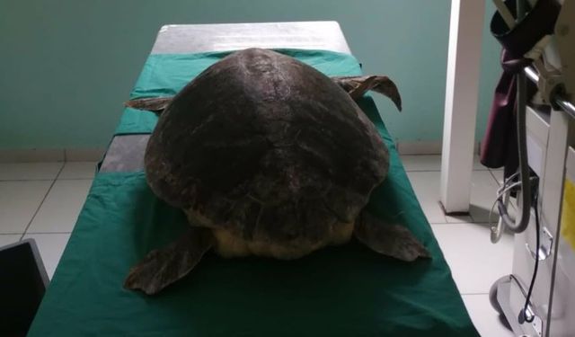 Antalya’da yaralı bulunan deniz kaplumbağası tedavi altına alındı