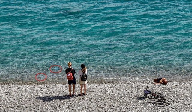 Antalya’da denizanası sürprizi! Kıyılara kadar geldiler
