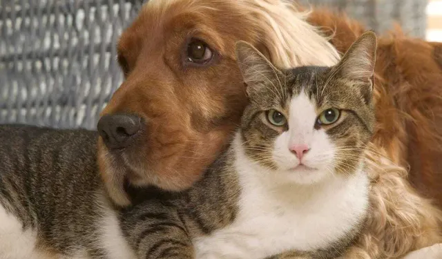 Bodrum'da can dostlar, dijital uygulama ile sıcak yuvalarına kavuşuyor