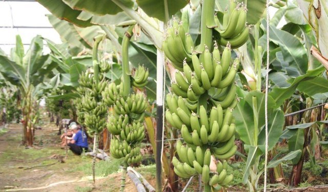 Alanya'da muz serası  kundaklandı: 3 şüpheli tutuklandı