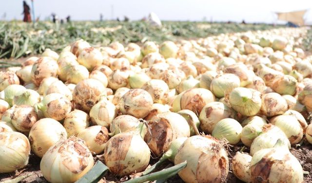 Adana'da erkenci soğan hasadı başladı! Dönümde 4-5 ton bekleniyor, umut ihracatta