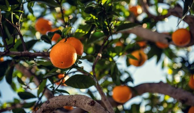 Antalya, Türkiye genelinde birinci oldu! Tam 468 bin ton