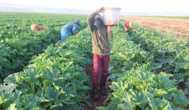 CHP’li Antalya Milletvekili Arı’dan ‘çiftçinin belini bükecek’ zamlara sert tepki