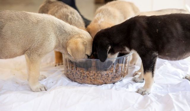 SAHİPSİZ HAYVANLAR İÇİN HAZIR KURU MAMA ALINACAK