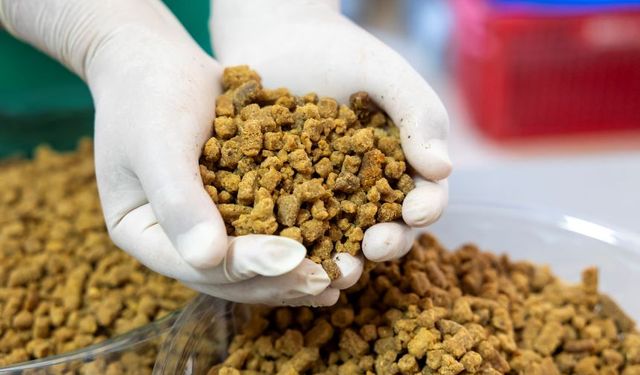 HAYVANLAR İÇİN KURU MAMA ALIM İŞİ