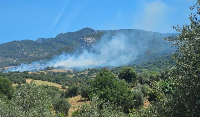 Adana'da orman yangını! Havadan ve karadan müdahale sürüyor