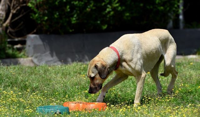 Attalos Pati Gönüllüleri: “Kara 4 Ekim’i lanetliyoruz!”