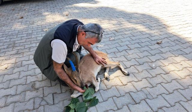 Anamur'da vefalı çobandan yaralı dağ keçisine şefkat eli