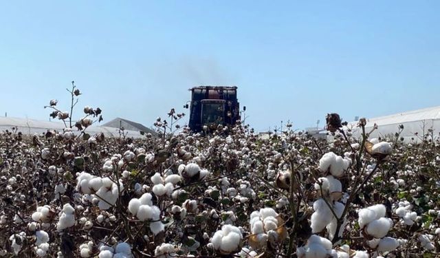 Antalya’nın milli serveti toprağa karıştı! Beyaz altında makine kâbusu!