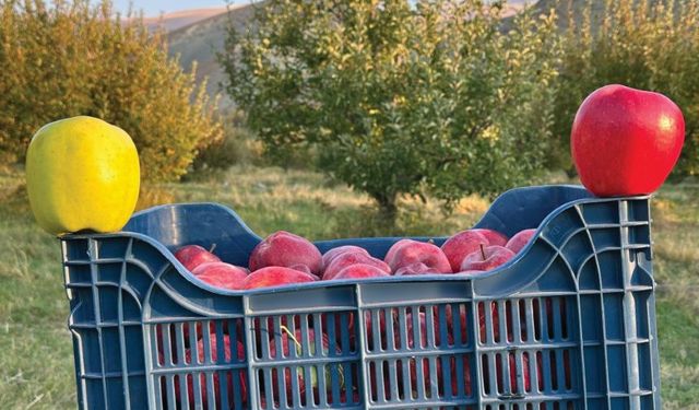 Toroslarda elma hasadı başladı, üreticinin yüzü yine gülmedi