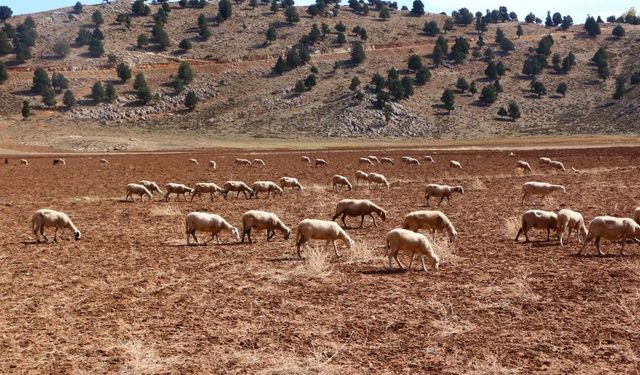 Antalya'da Büyükşehir'den çobanlara destek! Binlerce yıllık sürü rotaları kayıt altında