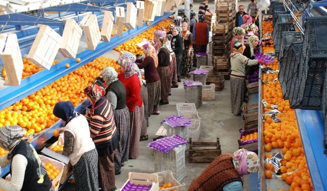 Bu sene Finike portakalını kaç liradan alacağız? İşte fiyatı