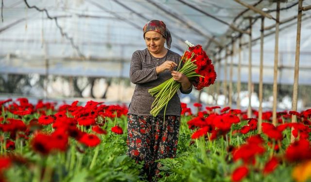 Antalya, süs bitkileri ihracatında liderliği bırakmadı