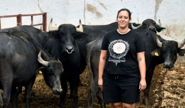 İletişim Fakültesi’ni bitirdi, şimdi manda yetiştiriyor