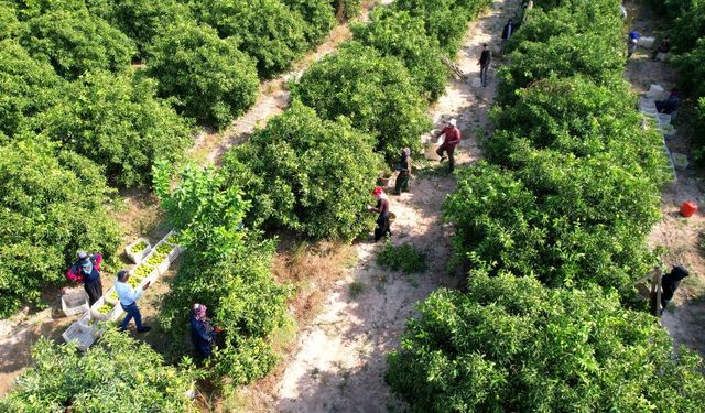 Adana'da sıcak hava, mandalina hasadını vurdu! Çiftçinin yüzü gülmüyor