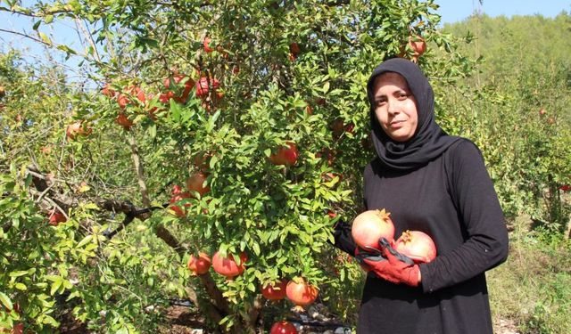 Kumluca'da 1 kilo nar 1 ekmek almıyor! Nar üreticisi dertli