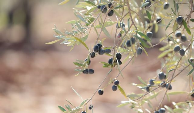 Antik dönemden günümüze uzanan zeytin üretimi! Bu yıl yüzde 45 arttı