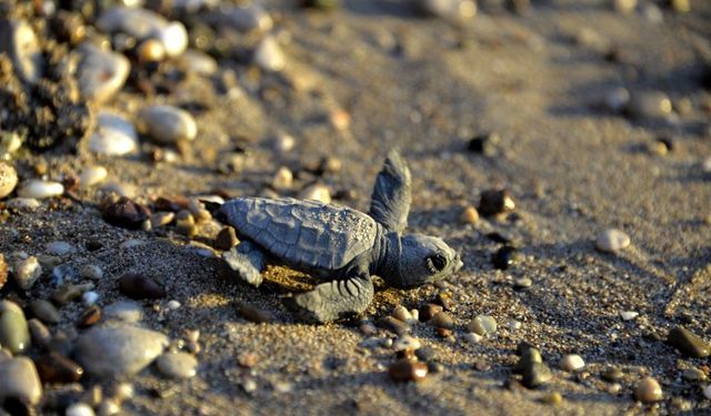 Antalya'da deniz kaplumbağaları tehdit altında!