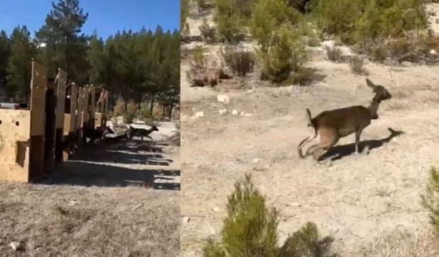 Antalya’da yaban hayatına örnek destek!